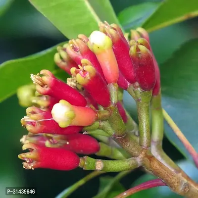 Natural Clove Plant-thumb0