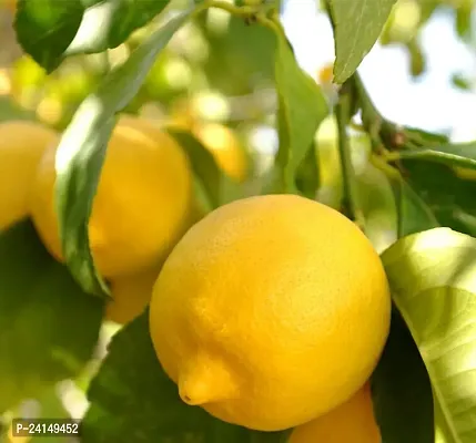 Lemon Plant