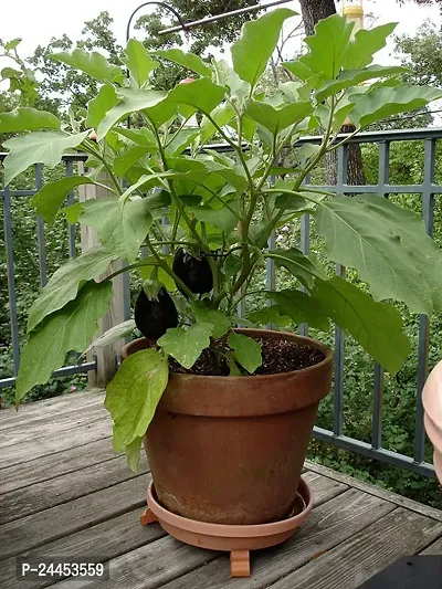 Natural Brinjal