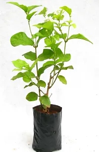 Natural Jasmine Plant-thumb3