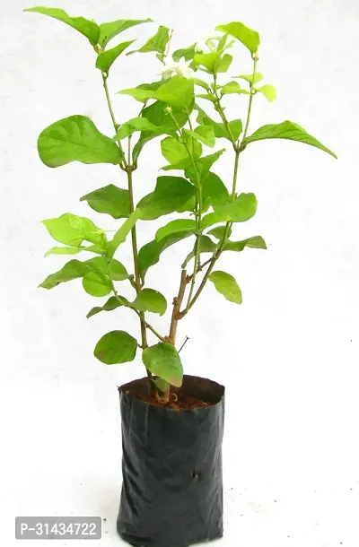 Natural Jasmine Plant-thumb4