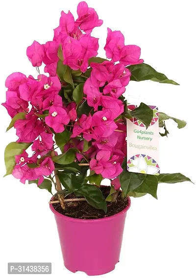 Natural Bougainvillea Plant-thumb0