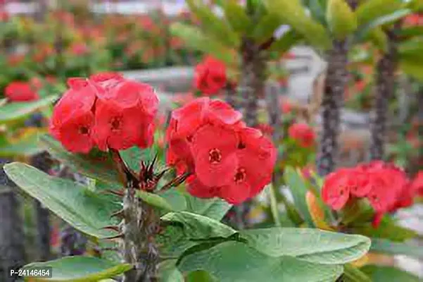 Euphorbia Trigona Royal Red Plant-thumb0