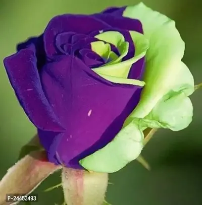 Natural Rose Plant