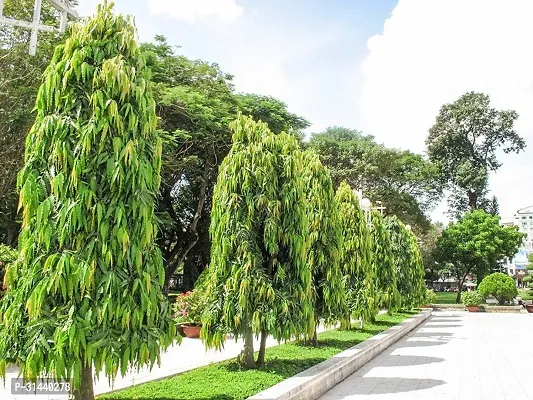 Natural Ashok Plant-thumb0