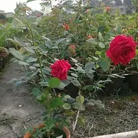 Natural Rose Plant-thumb3