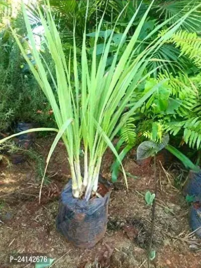 Lemon Grass Plant-thumb0