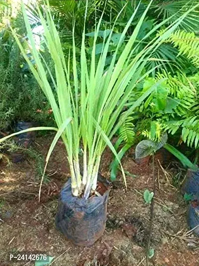 Lemon Grass Plant