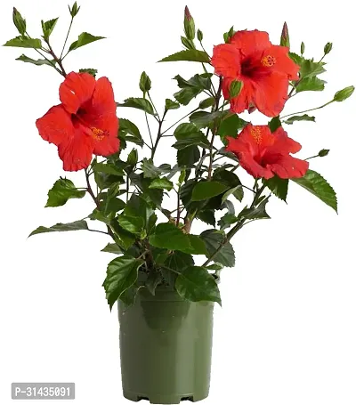 Natural Hibiscus Plant With Pot