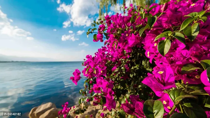 Baugainvillea Plant