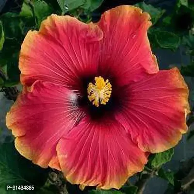 Natural Hibiscus Plant