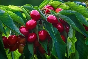 Cherry Fruit Plant-thumb1