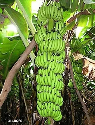 Natural Banana Plant-thumb0