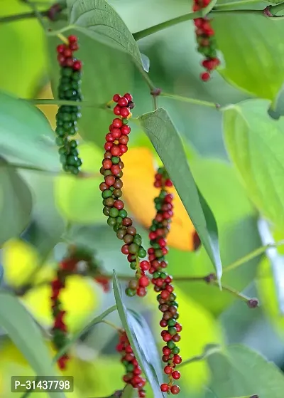 Natural Black Pepper Plant-thumb0