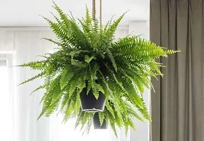 Natural Fern Plant-thumb3