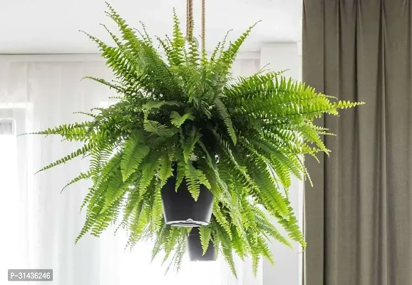 Natural Fern Plant-thumb4