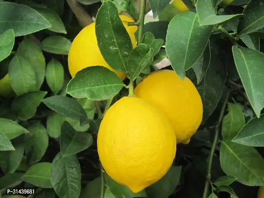 Natural Lemon Plant-thumb0