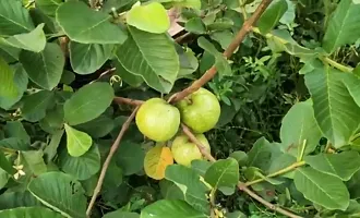 Natural Guava Plant-thumb1