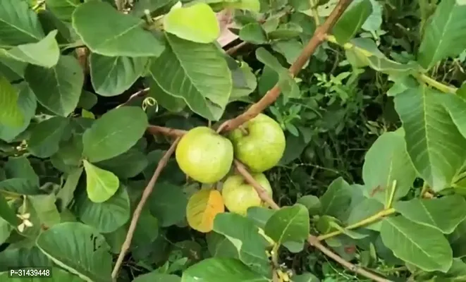 Natural Guava Plant-thumb2