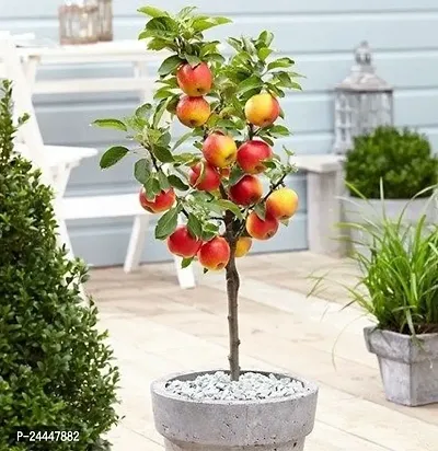 Natural Apple Plant