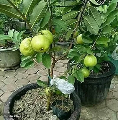 Natural Guava Plant-thumb0