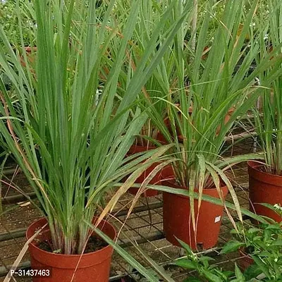 Natural Lemon Grass Plant With Pot-thumb0