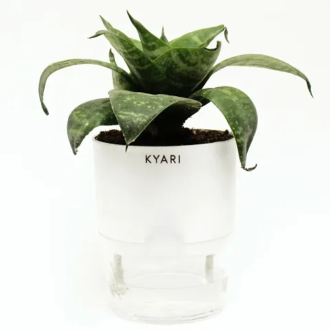 Trendy Plant & Planters 