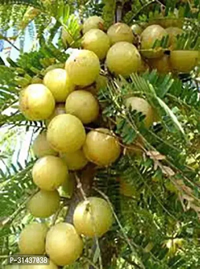 Natural Amla Plant-thumb0