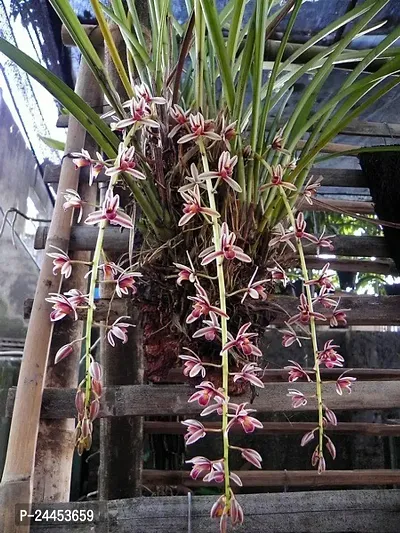 Natural Orchid Plant