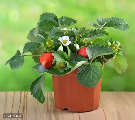 Strawberry Plant