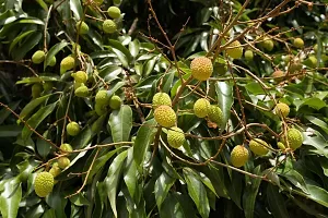 Litchi Plant-thumb2