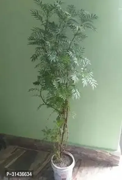 Natural Shami/Jand Plant