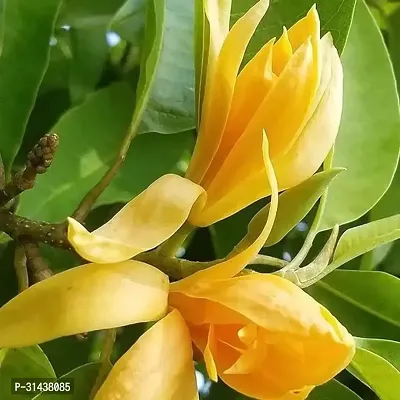 Natural Golden Champa Plant-thumb0