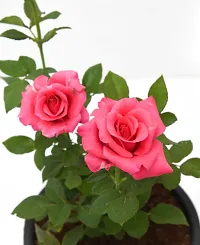 Natural Rose Plant-thumb3