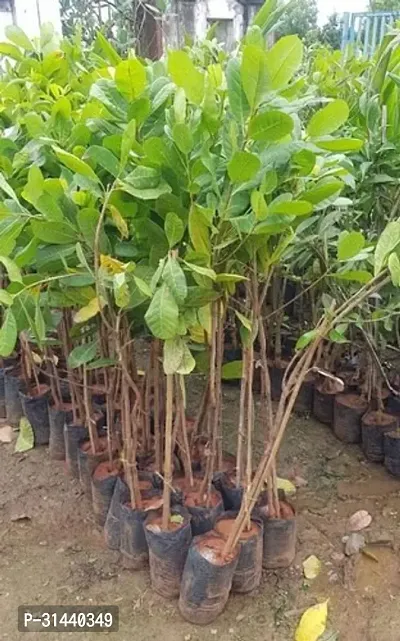 Natural Cashew Plant