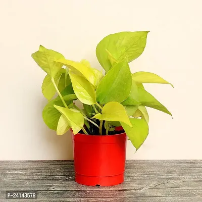 Money Plant