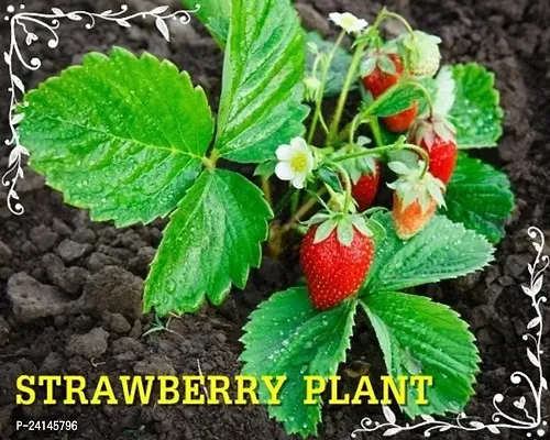 Strawberry Plant