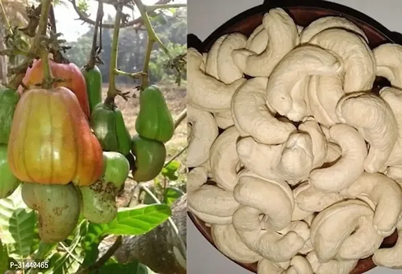 Natural Cashew Plant