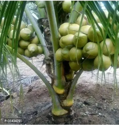 Natural Coconut Plant