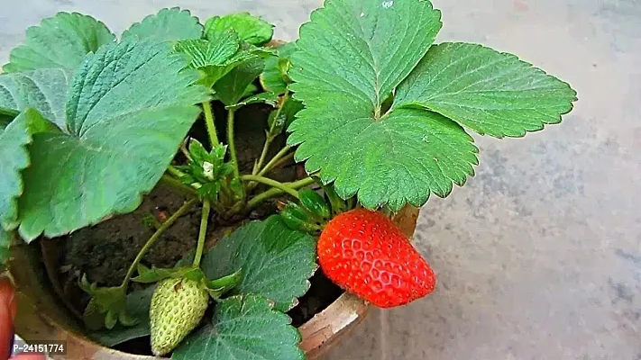 Strawberry Plant