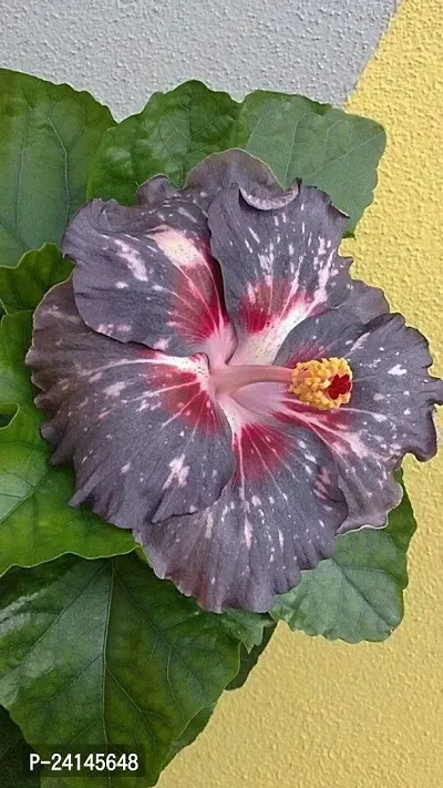 Hibiscus Plant