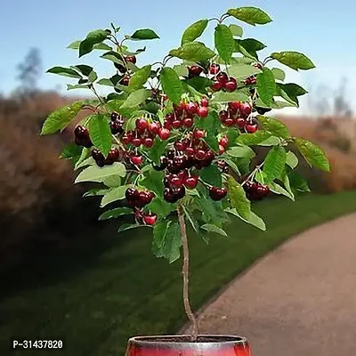 Natural Cherry Fruit Plant-thumb0