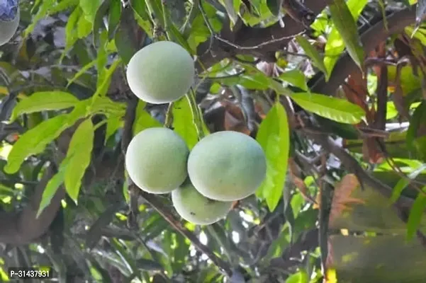 Natural Mango Plant-thumb0