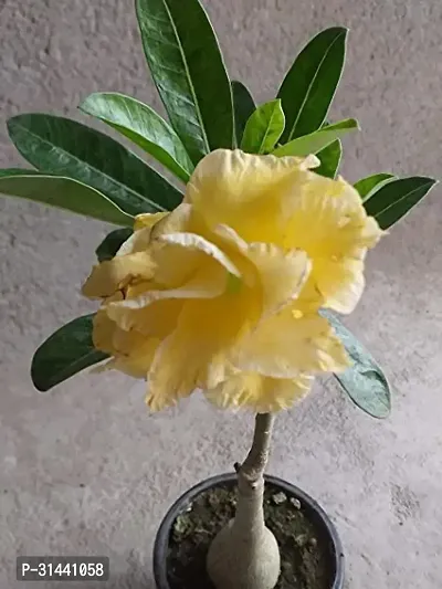 Natural Adenium Plant-thumb0