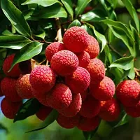 Natural Litchi Plant-thumb3