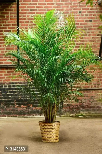 Natural Areca Palm Plant-thumb0