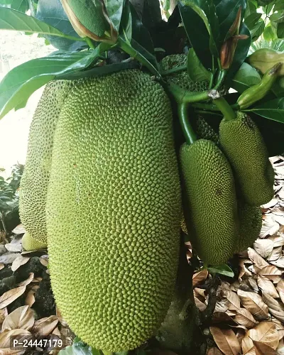 Natural Jackfruit Plant