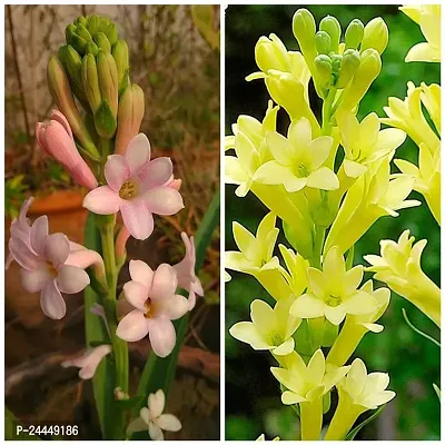 Natural Tuberose - Rajnigandha Plant-thumb0