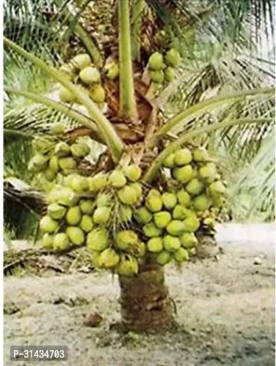 Natural Coconut Plant-thumb0