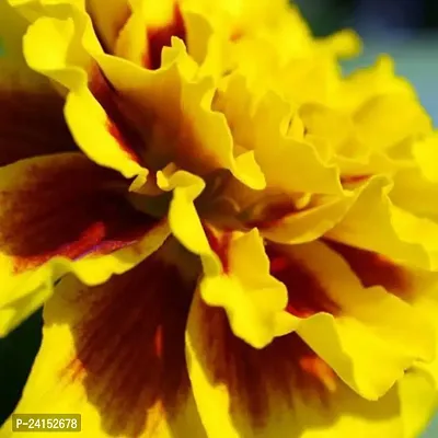 Marigold Plant